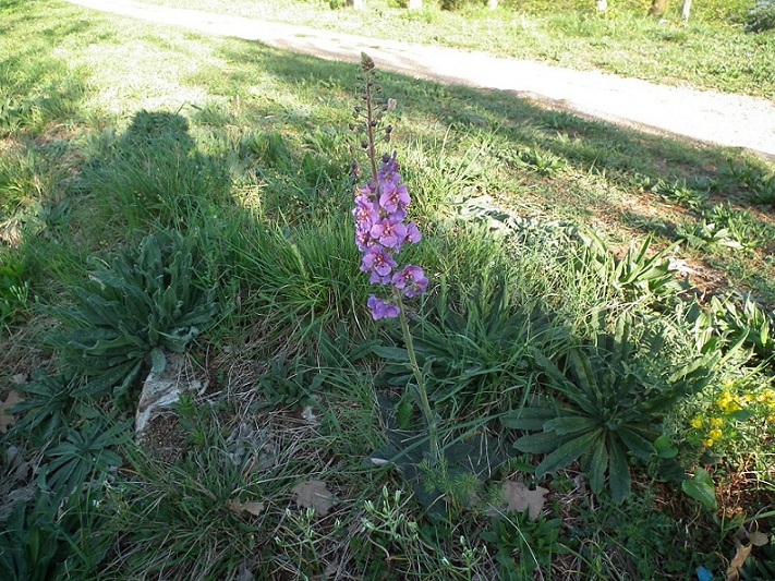 Verbascum phoeniceum / Verbasco porporino